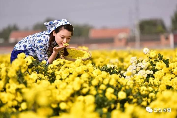 云臺冰菊基地發(fā)生了什么？一批批領導專家團隊前來！